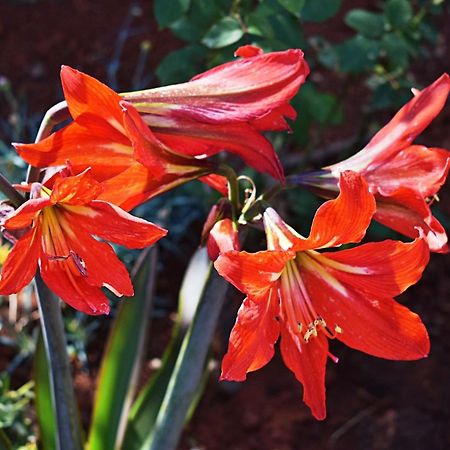Flower Garden Rhapsody - Modern Family Apartments Near فاجانا المظهر الخارجي الصورة