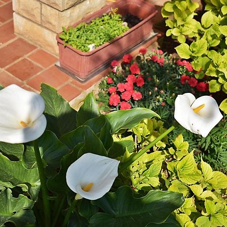 Flower Garden Rhapsody - Modern Family Apartments Near فاجانا المظهر الخارجي الصورة