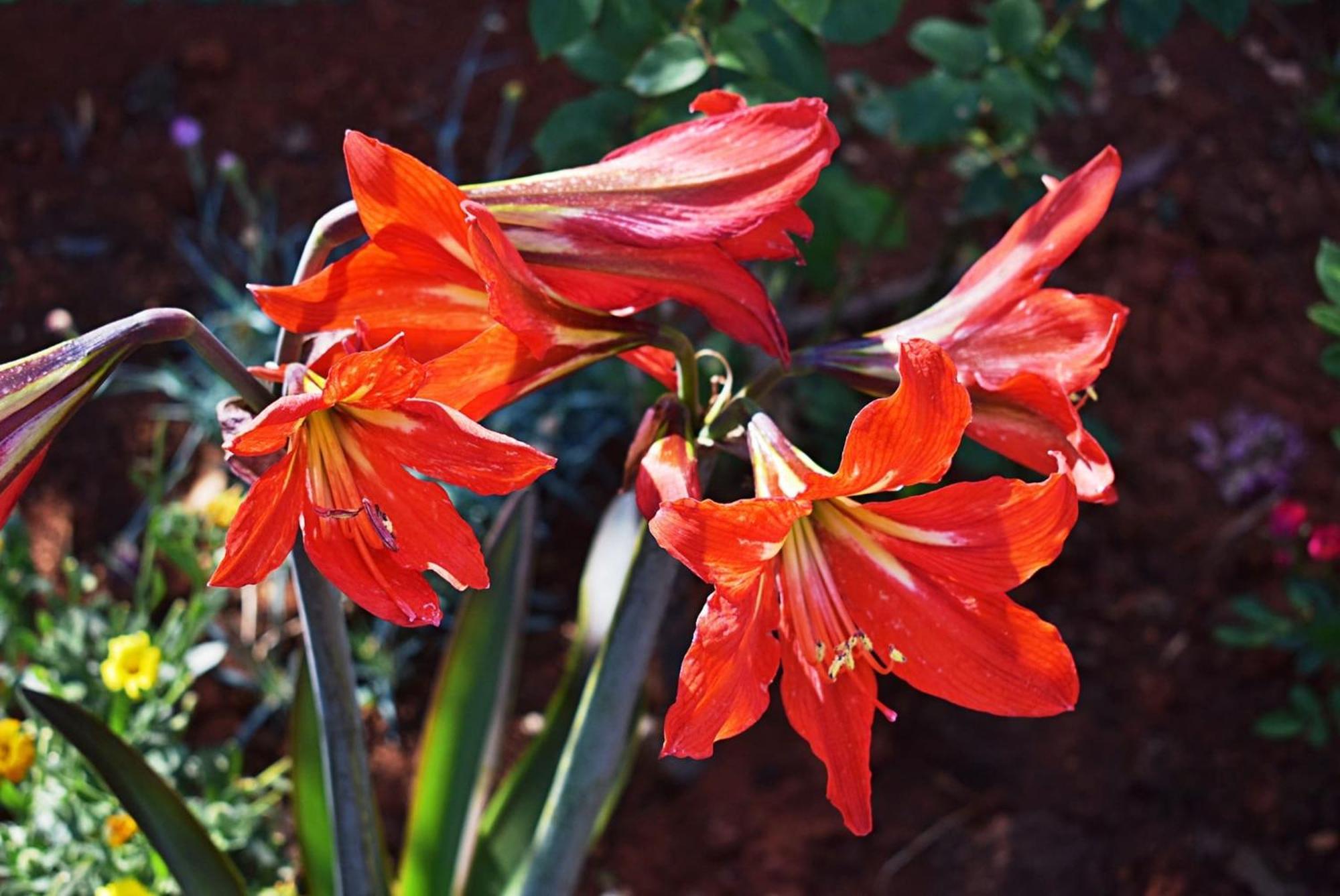 Flower Garden Rhapsody - Modern Family Apartments Near فاجانا المظهر الخارجي الصورة