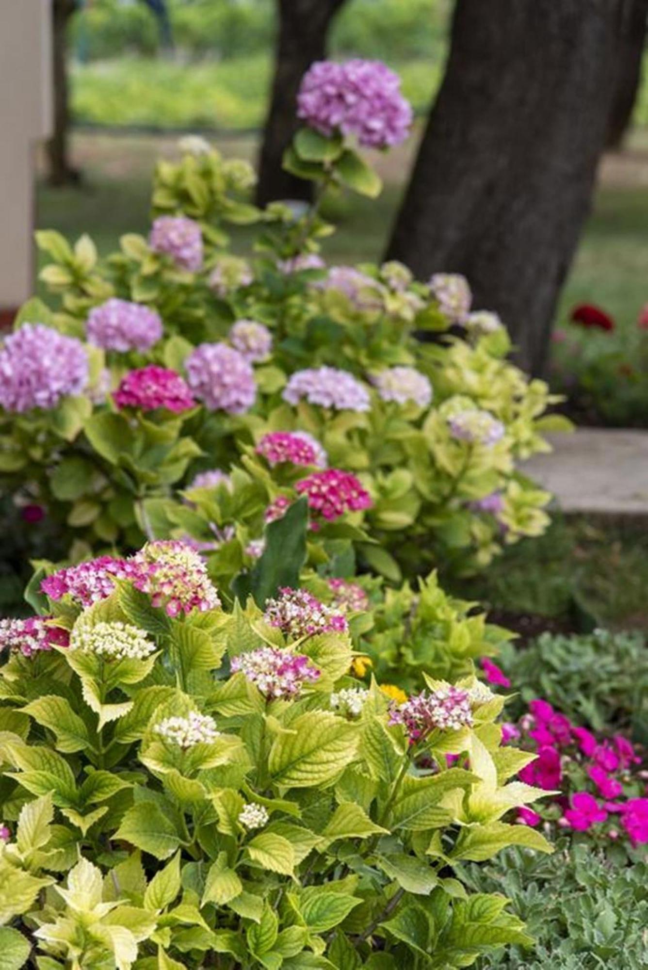 Flower Garden Rhapsody - Modern Family Apartments Near فاجانا المظهر الخارجي الصورة